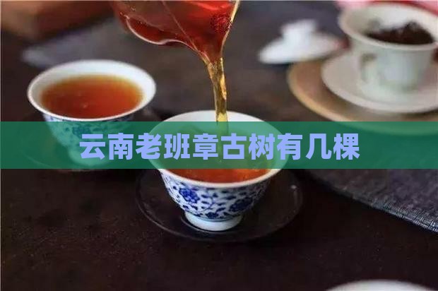 云南老班章古树有几棵