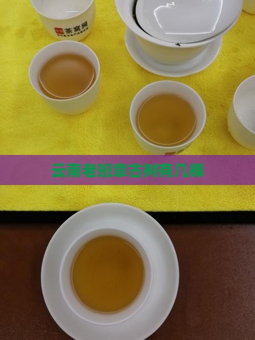 云南老班章古树有几棵