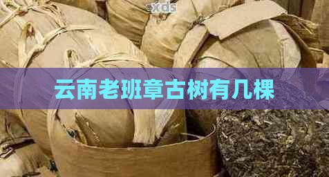 云南老班章古树有几棵