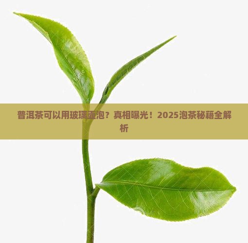 普洱茶可以用玻璃壶泡