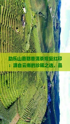 勐乐山蘑菇普洱茶观复红印