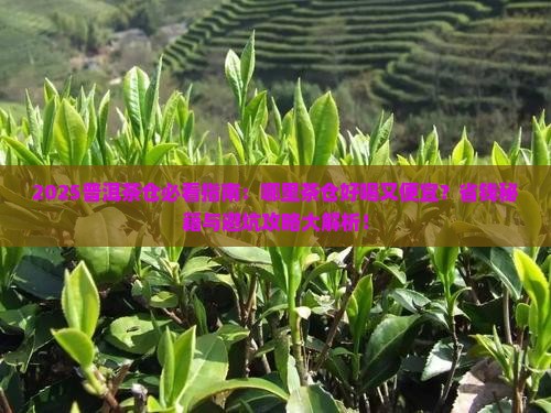 普洱茶哪里的茶仓好喝又便宜