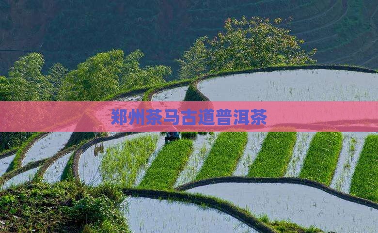 郑州茶马古道普洱茶