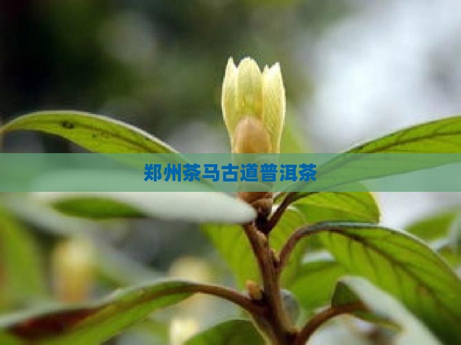 郑州茶马古道普洱茶