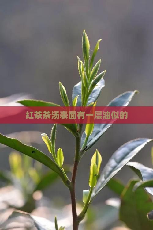 红茶茶汤表面有一层油似的