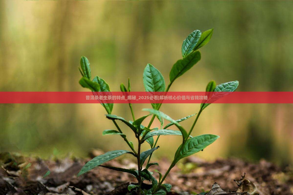 普洱茶老生茶的特点