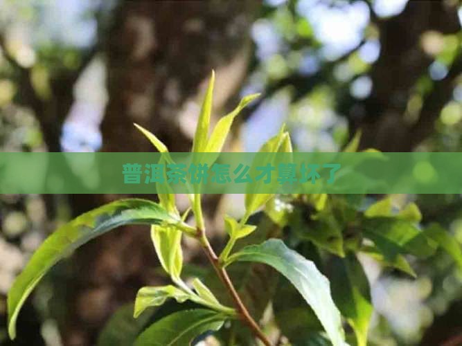 普洱茶饼怎么才算坏了