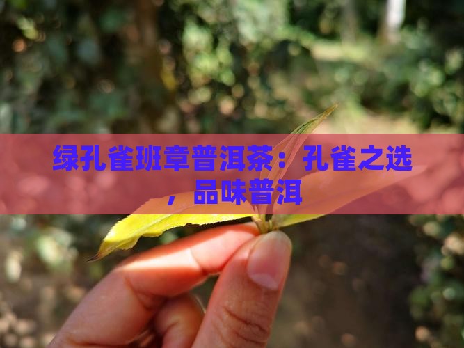 绿孔雀班章普洱茶