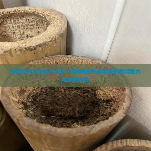 普洱茶大黑条是什么茶