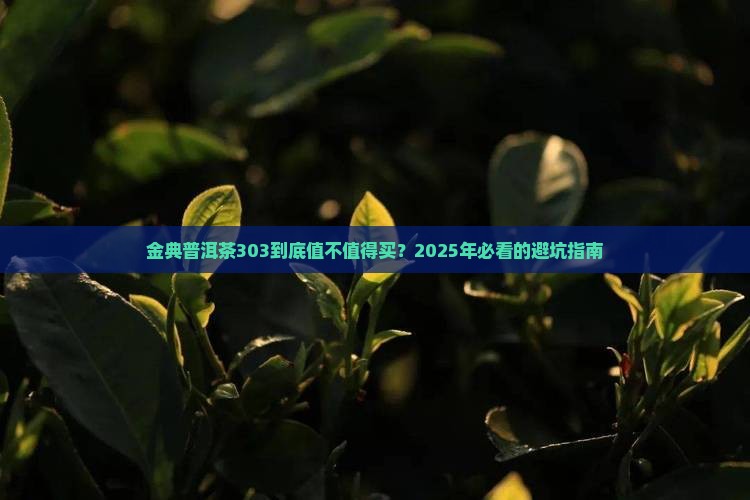 金典普洱茶303 金典普洱茶303