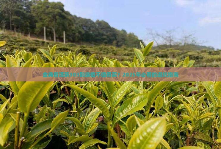 金典普洱茶303 金典普洱茶303