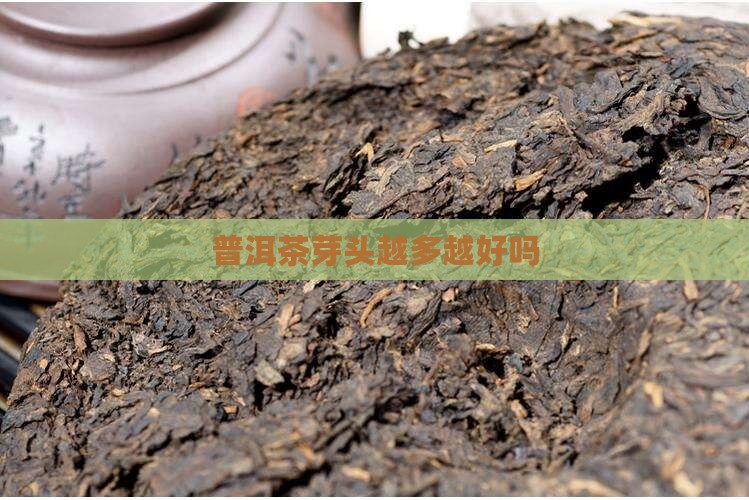 普洱茶芽头多吗