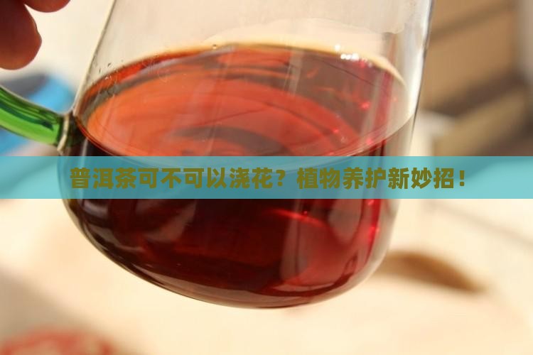 普洱茶可不可以浇花