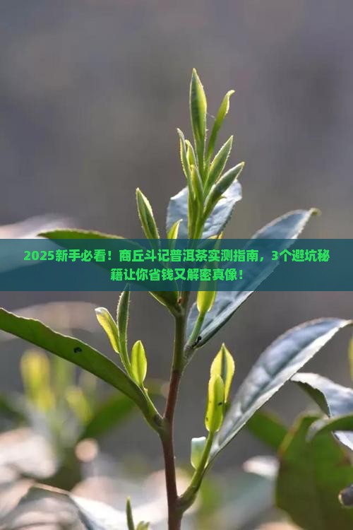 商丘斗记普洱茶