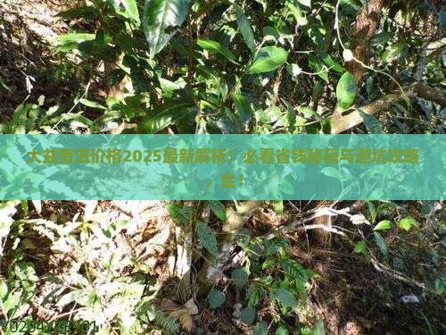 大益普洱价格最新行情