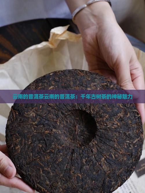 云南的的普洱茶