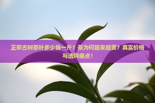 正宗古树茶叶多少钱一斤缅甸果敢