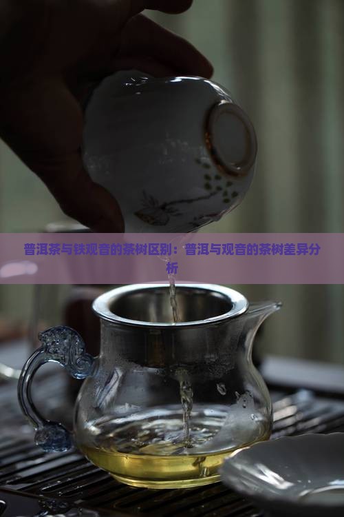 普洱茶跟铁观音的茶树一样吗