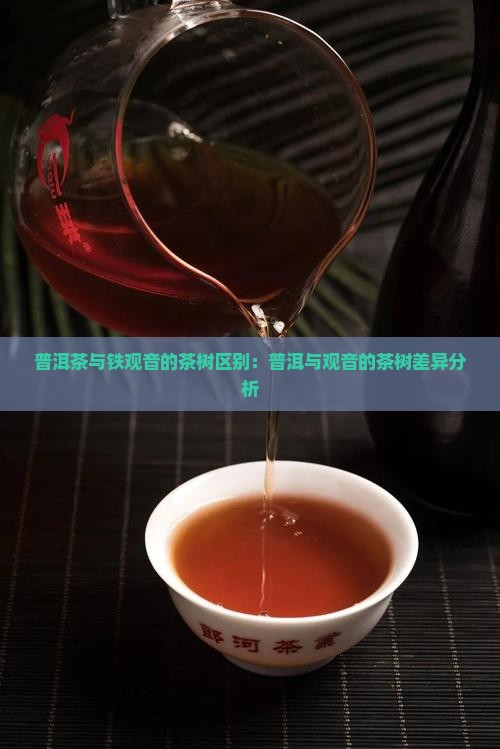 普洱茶跟铁观音的茶树一样吗