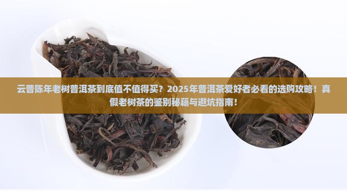云普陈年老树普洱茶