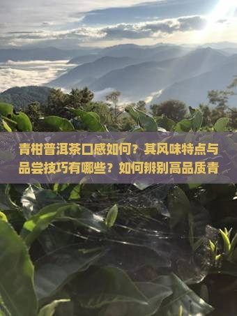 青柑普洱茶口感如何？其风味特点与品尝技巧有哪些？如何辨别高品质青柑普洱茶？