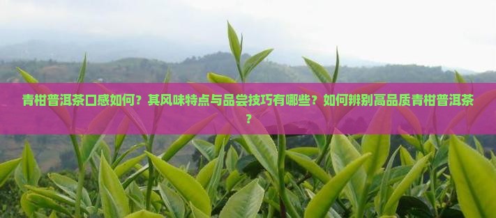 青柑普洱茶口感如何？其风味特点与品尝技巧有哪些？如何辨别高品质青柑普洱茶？