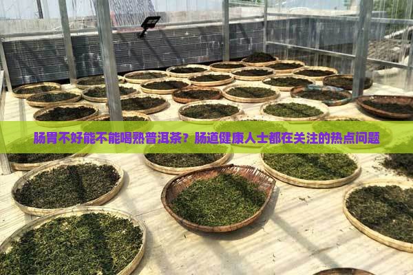 肠胃不好能不能喝熟普洱茶？肠道健康人士都在关注的热点问题