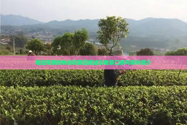 老班章茶的特点和茶区概述及老茶口感与茶叶简介
