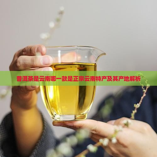 普洱茶是云南哪一款是正宗云南特产及其产地解析
