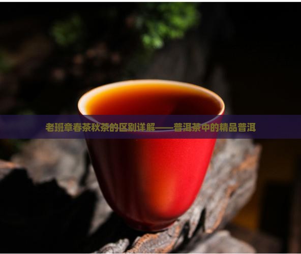 老班章春茶秋茶的区别详解——普洱茶中的精品普洱