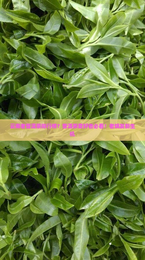 云南老普洱茶排行榜？普洱茶爱好者必看！老焕发新生机