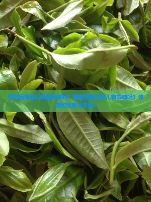 孕妇后期可以喝普洱茶吗？喝普洱茶对胎儿有影响吗？该如何饮用才安全？