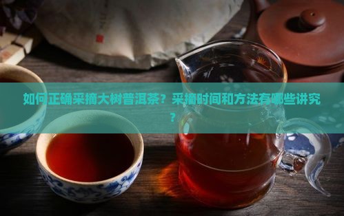 如何正确采摘大树普洱茶？采摘时间和方法有哪些讲究？