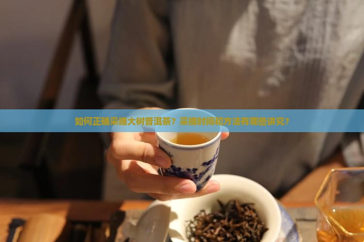 如何正确采摘大树普洱茶？采摘时间和方法有哪些讲究？