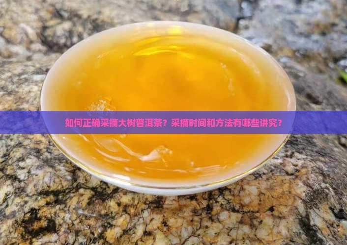 如何正确采摘大树普洱茶？采摘时间和方法有哪些讲究？
