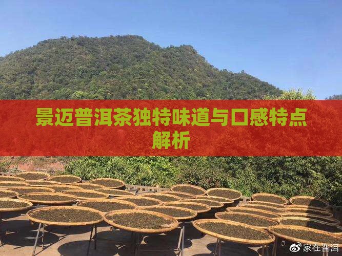 景迈普洱茶独特味道与口感特点解析