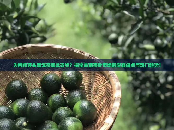 为何纯芽头普洱茶如此珍贵？探索高端茶叶市场的隐藏痛点与热门趋势！
