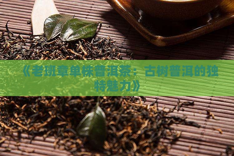 《老班章单株普洱茶：古树普洱的独特魅力》