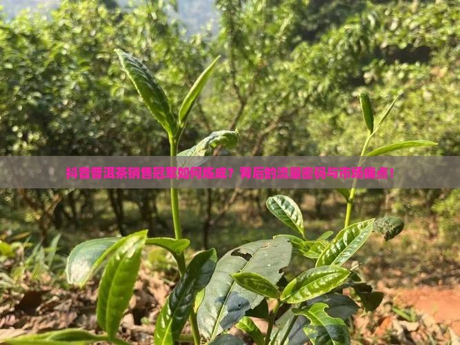 抖音普洱茶销售冠军如何炼成？背后的流量密码与市场痛点！
