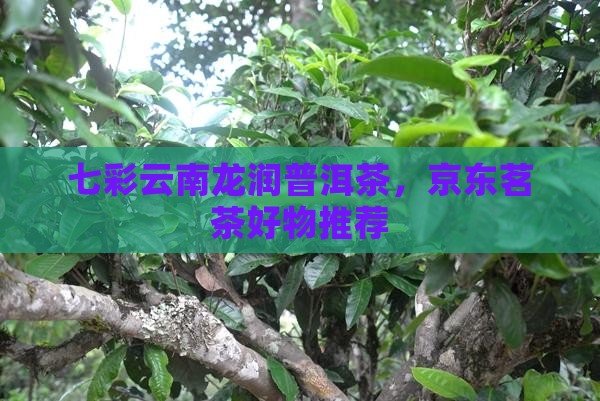 七彩云南龙润普洱茶，京东茗茶好物推荐