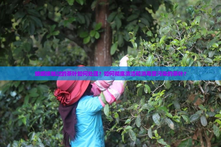 蟑螂接触过的茶叶如何处理？如何彻底清洁和消毒受污染的茶叶？