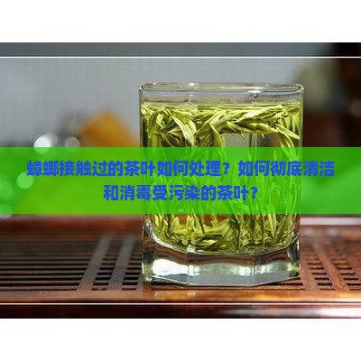 蟑螂接触过的茶叶如何处理？如何彻底清洁和消毒受污染的茶叶？