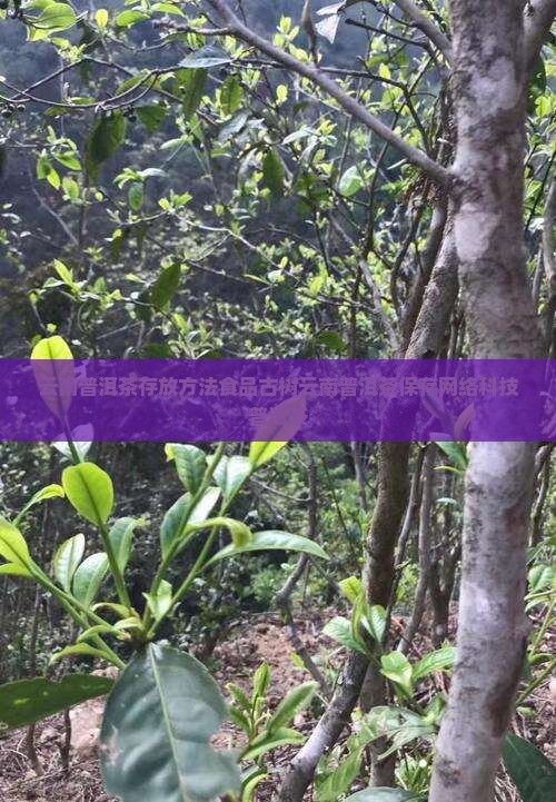 云南普洱茶存放方法食品古树云南普洱茶保存网络科技普洱茶
