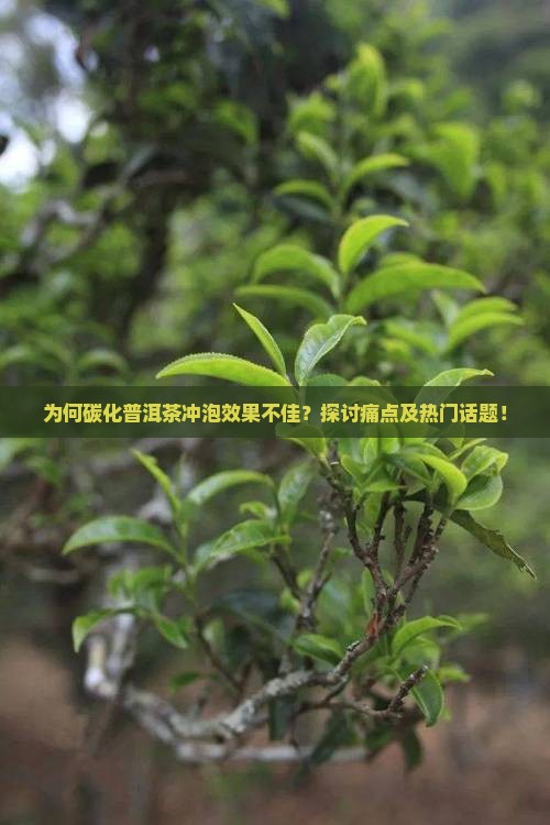 为何碳化普洱茶冲泡效果不佳？探讨痛点及热门话题！