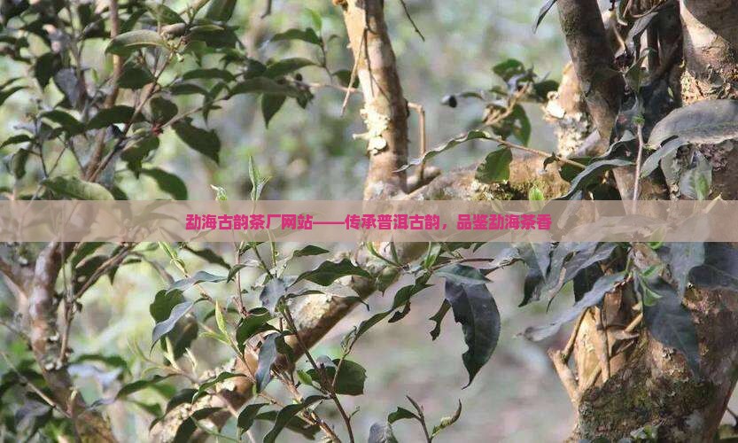 勐海古韵茶厂网站——传承普洱古韵，品鉴勐海茶香