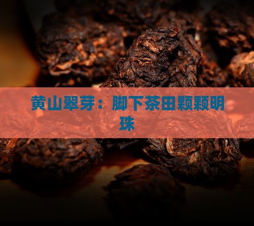 黄山翠芽：脚下茶田颗颗明珠