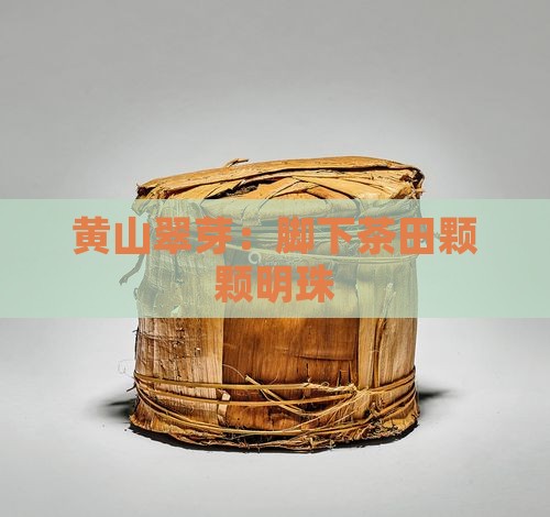 黄山翠芽：脚下茶田颗颗明珠