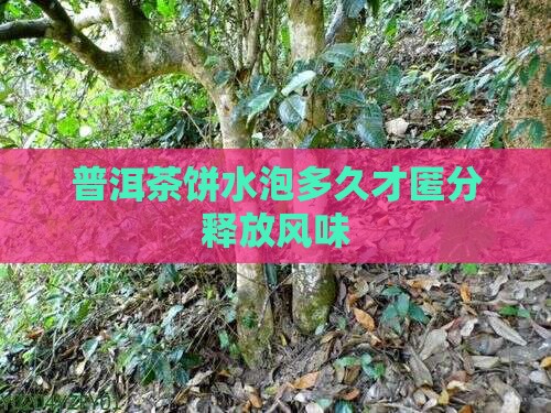 普洱茶饼水泡多久才匿分释放风味