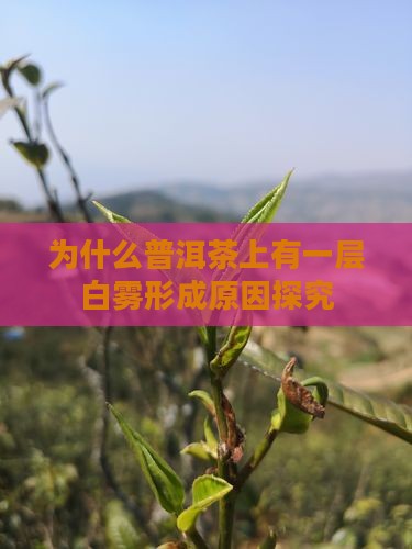 为什么普洱茶上有一层白雾形成原因探究 为什么普洱茶上有一层白雾形成原因探究
