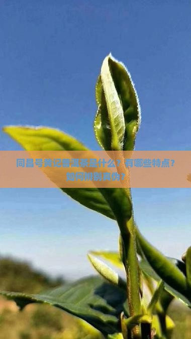 同昌号黄记普洱茶是什么？有哪些特点？如何辨别真伪？
